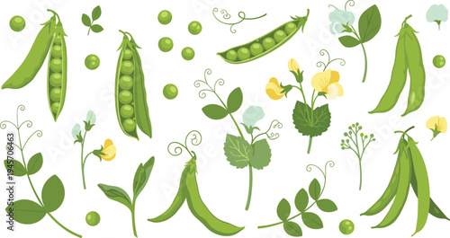 Green Pea Plant Botanical Set with Pods, Flowers, Leaves, Seeds, and Vine Elements for Organic Garden Vegetable Illustration Collection
