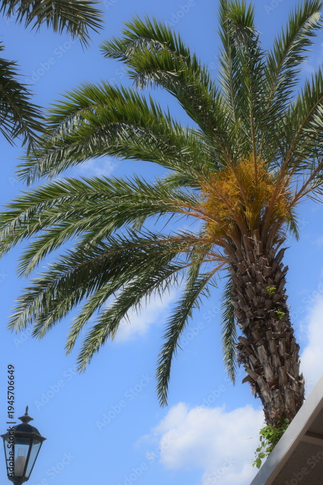 Fototapeta premium palm trees on the beach
