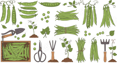Hand Drawn Green Pea Plant and Garden Harvest Elements Set with Pods, Seeds, Gardening Tools, and Botanical Vegetable Illustration Collection