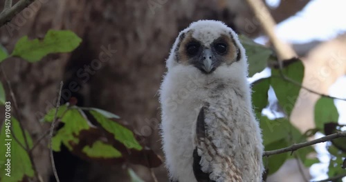 Brown wood Owl Chick Close up Video