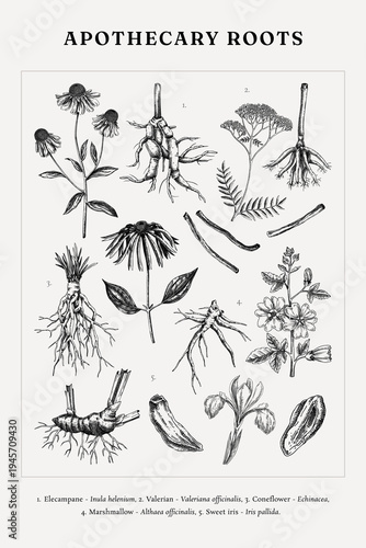 Apothecary plant and herbs roots seamless pattern. Herbal ingredients hand drawn vector illustration. Nature history poster design. NOT AI generated