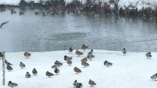 Ducks on an unfrozen pond during a spring snowfall
