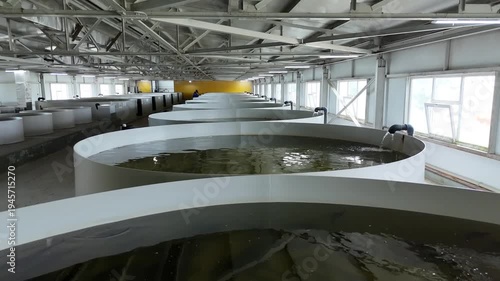 Rows of large circular aquaculture tanks in a modern indoor fish farming facility.