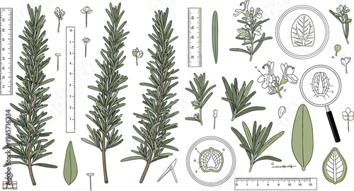 Scientific Botanical Rosemary Plant Illustration Set with Leaves, Flowers, Stem Anatomy, Magnifying Glass, and Measurement Tools for Herbal Study and Natural Biology Design