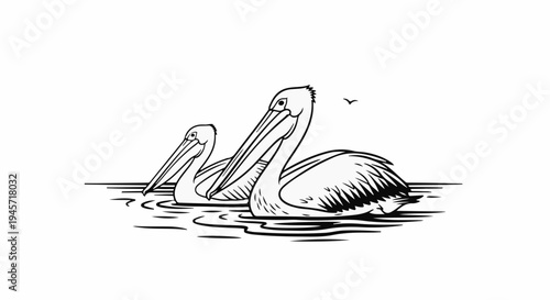 Two pelicans swim on water with a bird flying in the background