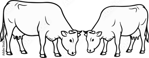 Two cows with their heads down grazing in a field