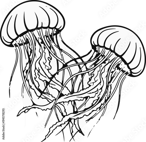 Two delicate, black and white jellyfish with flowing tentacles drift gracefully