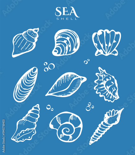 Shells Collection in Hand Drawn Style. Doodle Sea Shells Set. Underwater Elements. Marine Graphic Icons Drawn style. Beach Shells Sketch. Summer Ink Nautical Ocean Icon Element. Sea or Ocean Vector 