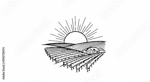 Vineyard at sunrise with a distant house