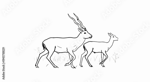 Two graceful antelopes with elaborate horns walk through tall grass