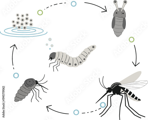Mosquito Life Cycle Diagram Illustration with Egg, Larva, Pupa and Adult Stages Showing Insect Metamorphosis Process in Water