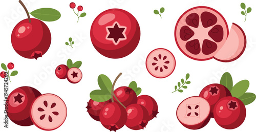 Lingonberry Fruit Clipart Set with Whole and Cut Red Berries, Seeds, Leaves and Botanical Details for Organic Food and Nature Illustration