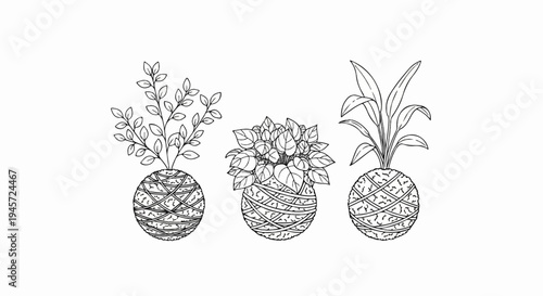 Three kokedama plants with varied foliage sit on a white background