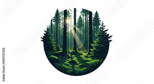 Sunbeams pierce through a dark, mossy evergreen forest