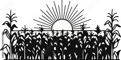 Sunrise over a dense cornfield, with tall stalks and leaves silhouetted