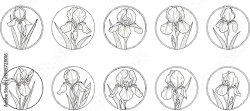 Ten circular ink drawings of irises in various poses and stages of bloom