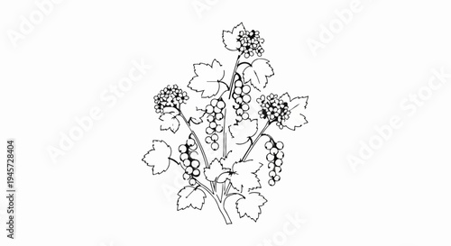 Stylized sketch of a grape vine with clusters and leaves