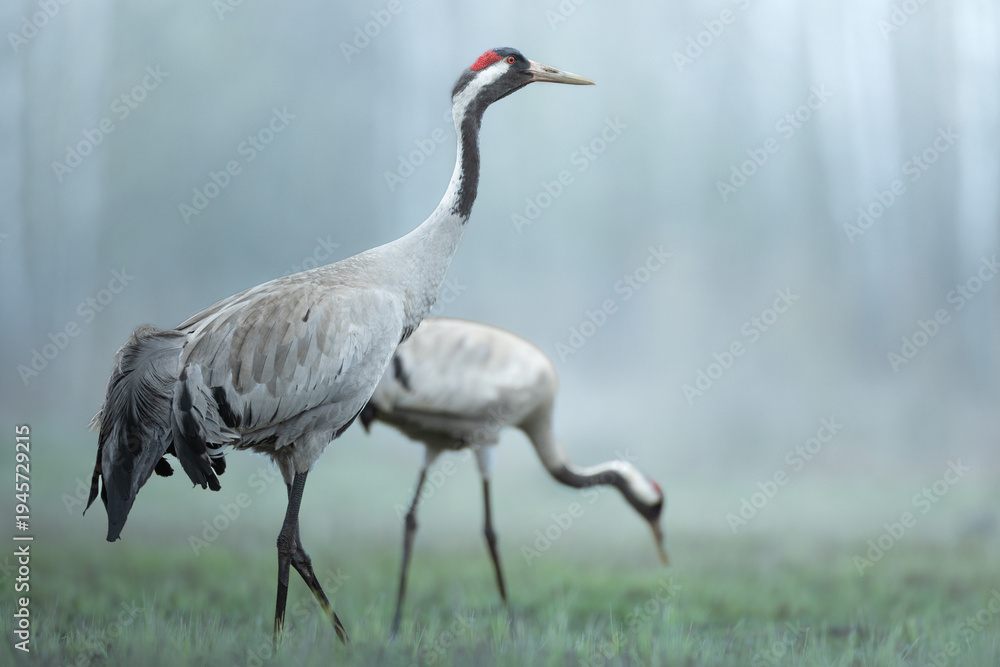 Obraz premium Wild common crane, grus grus, walking on hay field in spring nature. Large feathered bird landing on meadow from side view. Animal wildlife in wilderness