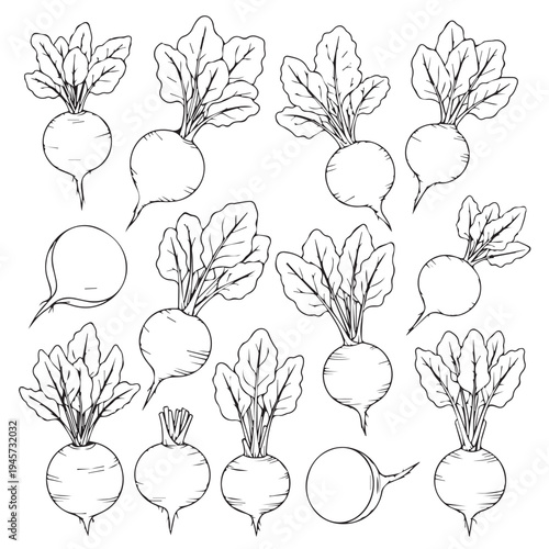 Hand Drawn Beetroot Vegetables Pattern Fresh Root Vegetable Illustration