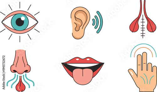 Five human senses icons set with eye, ear, nose, tongue and touch hand symbols for sensory perception and anatomy education vector illustration