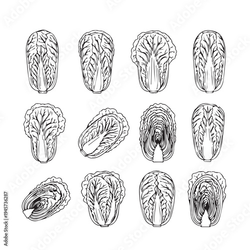 Napa Cabbage Collection Various Angles and Halves Line Art Stock Illustration