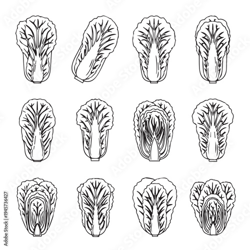 Napa Cabbage Collection Vector Icons Set Diverse Angles and Halved Views