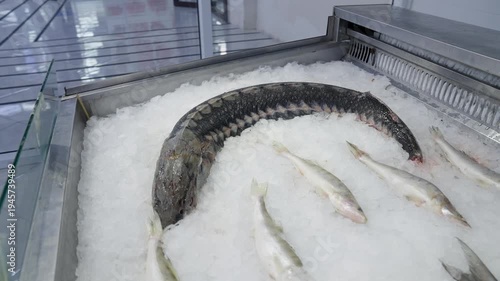 High angle view of rows of circular tanks at a large scale industrial sturgeon farm facility.