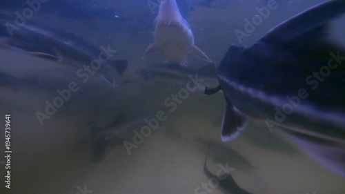 Large sturgeon swim in a group within a commercial aquaculture farm tank with a sandy bottom.