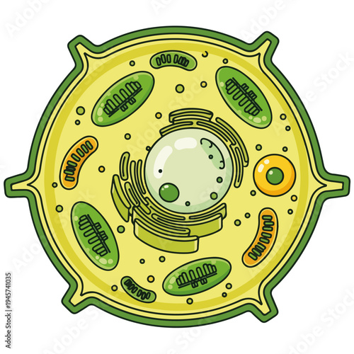 plant cell cross section diagram cartoon vector illustration