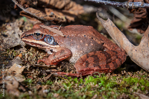 freeze tolerant and full of eggs female wood frog Lithobates sylvaticus Rana sylvatica in pink rusty colors during spring migration to Reproduction site closeup