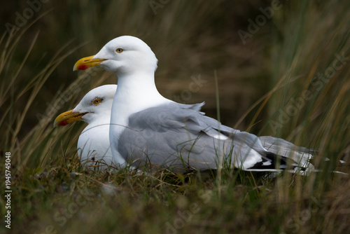 Принти на полотні Goéland argenté,
Larus argentatus, European Herring Gull