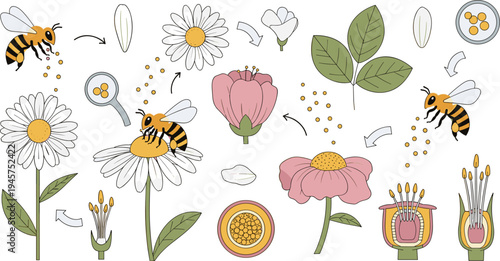 Bee Pollination Process Diagram with Flowers, Pollen, Magnifying Glass, Arrows, and Plant Parts Educational Botanical Vector Illustration Set