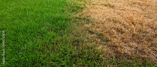 Lush green and dry brown grass contrasting in sunlight outdoors. Lawn disease background showing landscaping problems and grass 