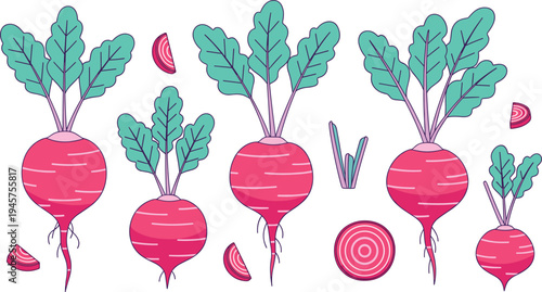 Fresh Beetroot Vegetable Vector Set with Whole and Sliced Beets Organic Farm Produce Illustration for Healthy Food Design Market and Agriculture Graphics