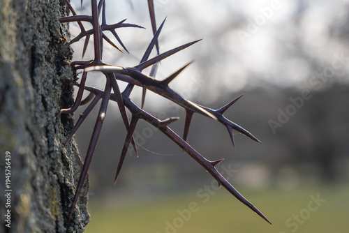 Dark thorns jut from a tree trunk. Sharp, pointed spikes stick out against soft background. Nature's defense is clear and visible. Bark texture contrasts with menacing thorns
