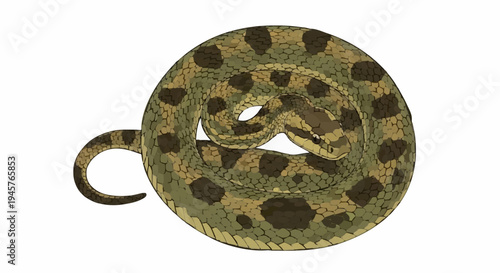Illustration of a coiled viper snake on a white background, a striking depiction of a reptile