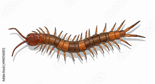 Detailed vector illustration of a centipede, showcasing its segmented reddish-brown body, numerous legs, and distinct arthropod characteristics, ideal for educational or natural history projects