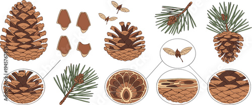 Pine cone anatomy vector illustration with pine needles, seeds, cross section structure, and forest botanical educational diagram