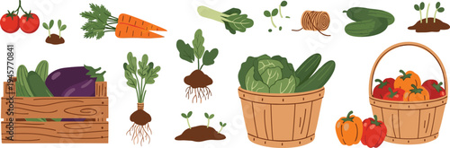 Farm vegetable harvest vector set with wooden crate, baskets, seedlings and fresh garden produce illustration collection