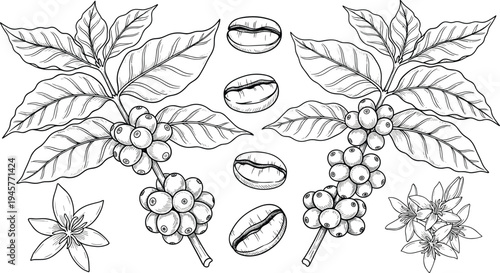Coffee plant illustration, coffee beans, coffee cherries, coffee leaves, coffee flowers, botanical drawing, agriculture, farming, natural beverage, caffeine source