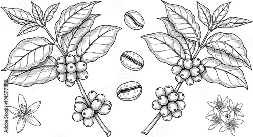 Coffee plant illustration, coffee beans, coffee cherries, coffee leaves, coffee flowers, botanical drawing, agriculture, farming, natural beverage, caffeine source