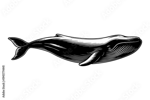 Sperm whale vintage engraving illustration black and white drawing