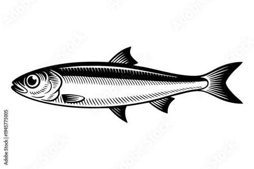 Anchovy vintage engraving illustration black and white drawing