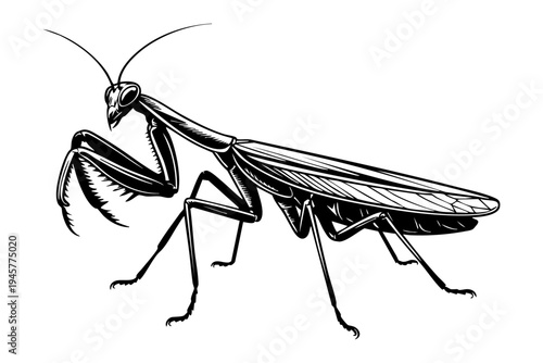 Praying mantis vintage engraving illustration black and white drawing