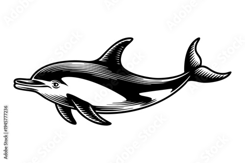 Spinner dolphin vintage engraving illustration black and white drawing