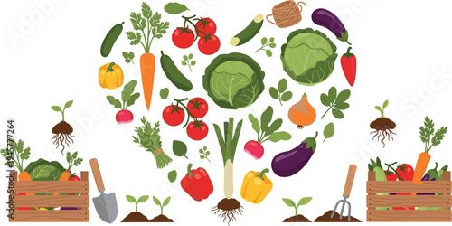 Organic vegetable harvest vector illustration with tomato, carrot, cabbage, pepper, eggplant and garden tools farming collection