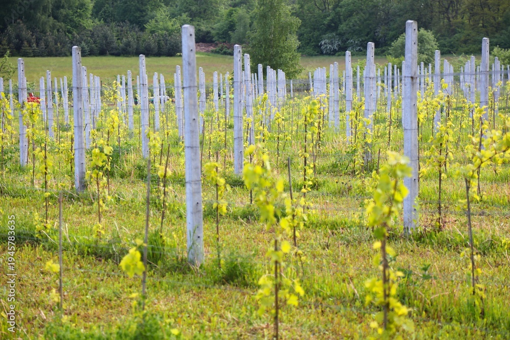Fototapeta premium Experimental vineyard in public botanical garden. Silesian Botanical Garden in Mikolow, Poland.