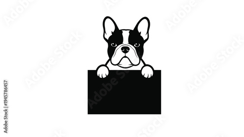 Charming black and white illustration of a French bulldog peeking curiously over the edge of a solid black rectangular box for design.