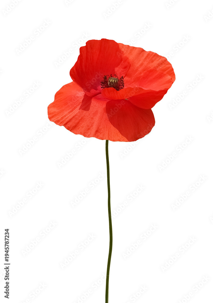 Fototapeta premium Blooming red poppy flower
