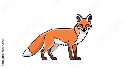 Charming red fox illustration standing, featuring vibrant orange fur, white chest, and tail tip, isolated on a clean white background.